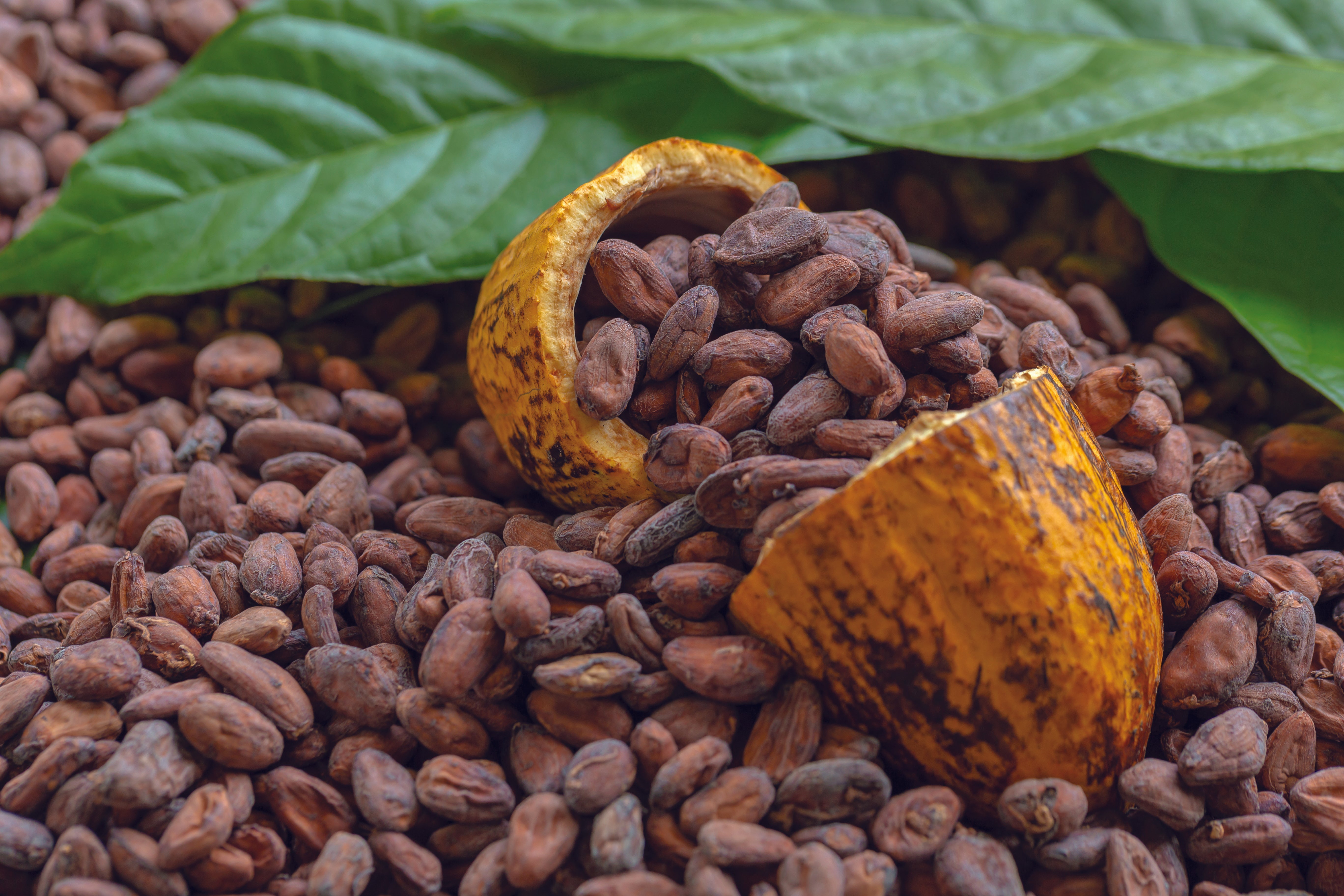 INDULGE IN ORGANIC COCOA GOODNESS WITH ICEBERG ORGANIC ICE CREAMS