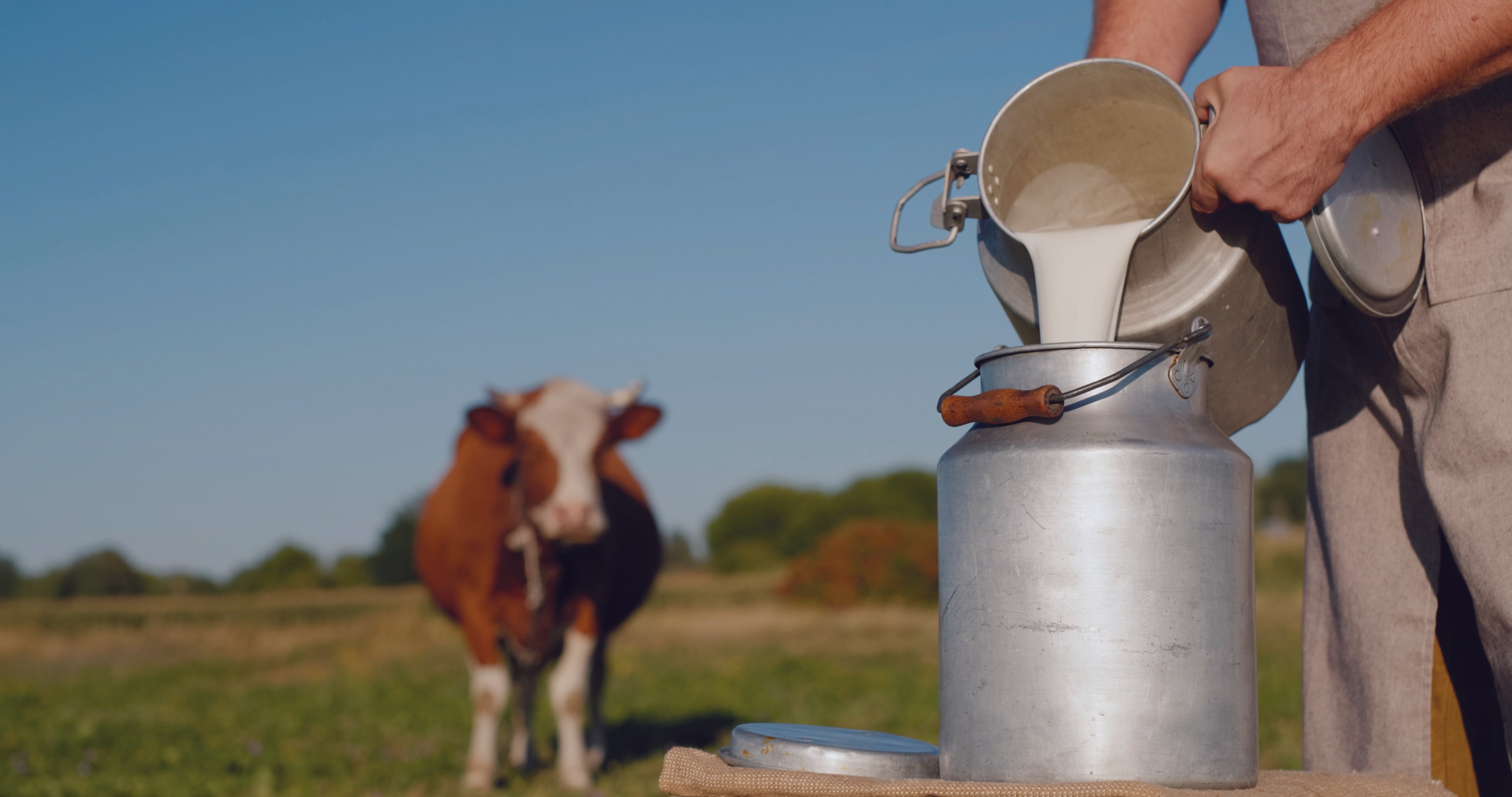 THE SCOOP ON PURITY: WHY ICEBERG ORGANIC ICECREAMS CHOOSE BEST MILK FOR A CREAMIER TREAT