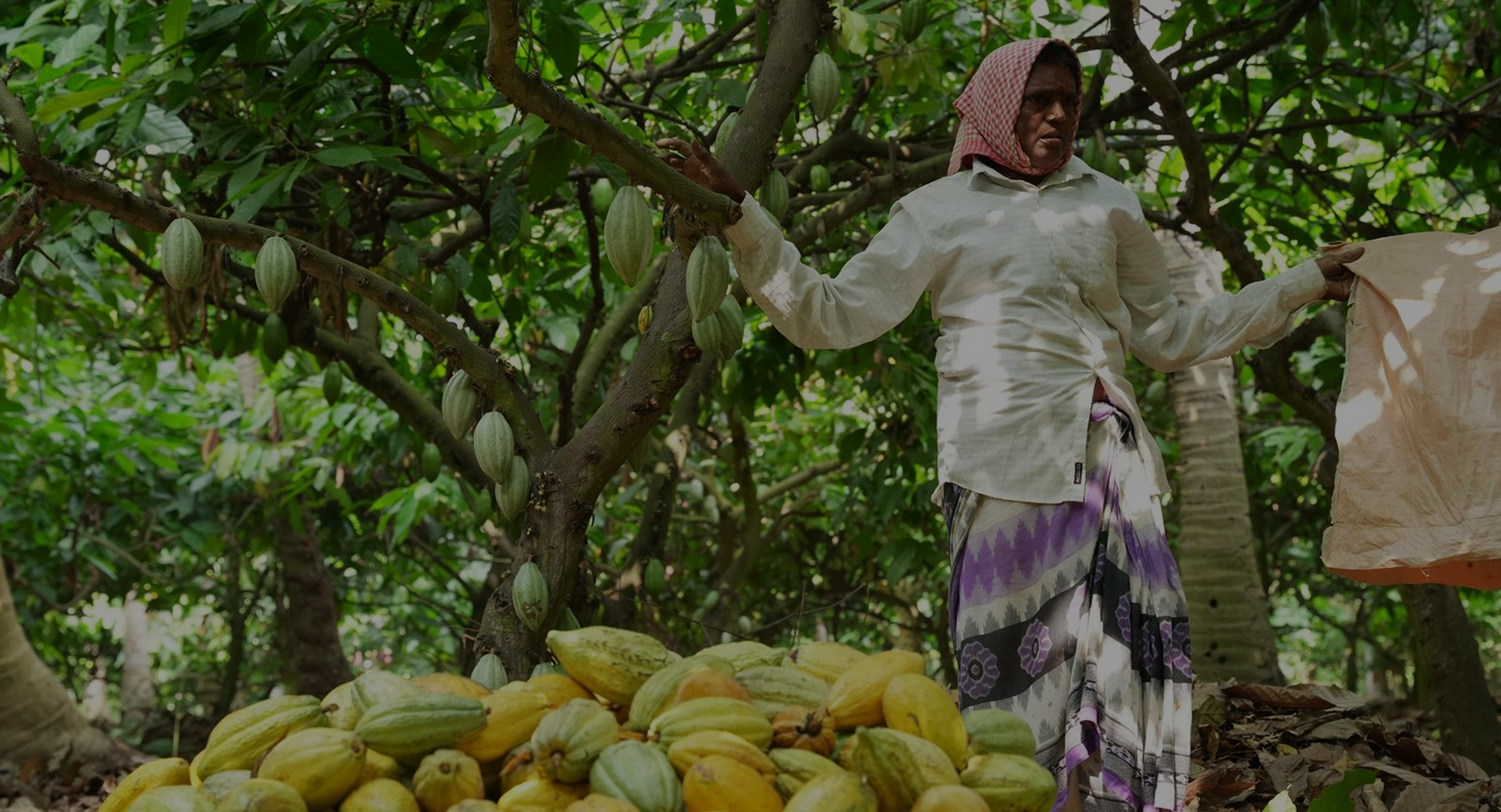 the ingredient story