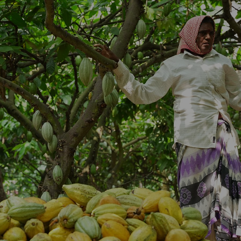 the ingredient story