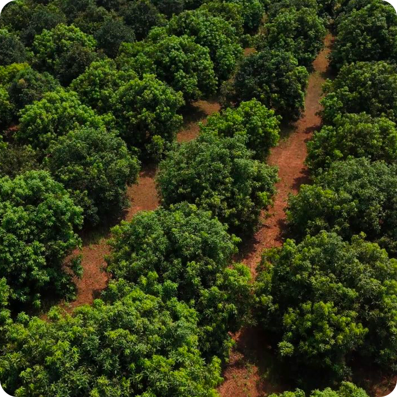 Our mangoes are sourced from sun-rich orchards across India, where climate and soil help develop deep, natural sweetness.