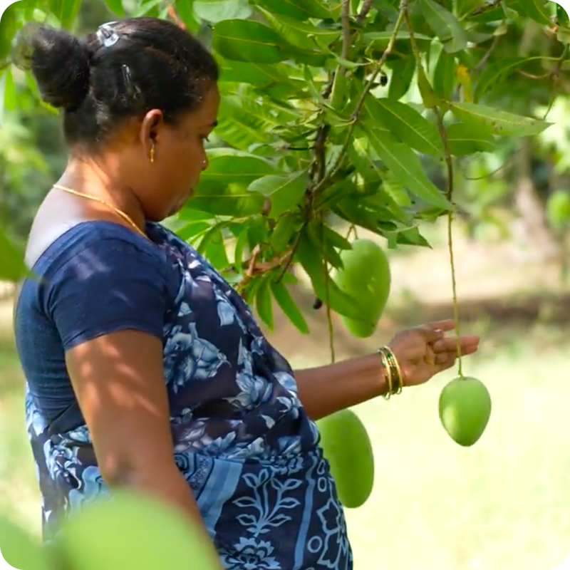 Each fruit is handpicked at peak ripeness, ensuring consistent flavour and aroma.