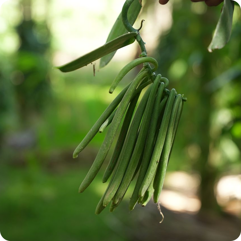 Vanilla pods are sourced from select Indian plantations known for quality and consistency.
