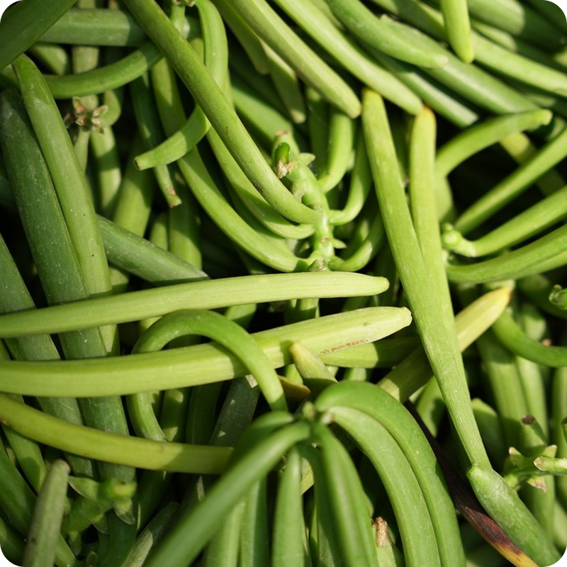 The pods are traditionally cured, cleaned, and sorted to develop aroma.