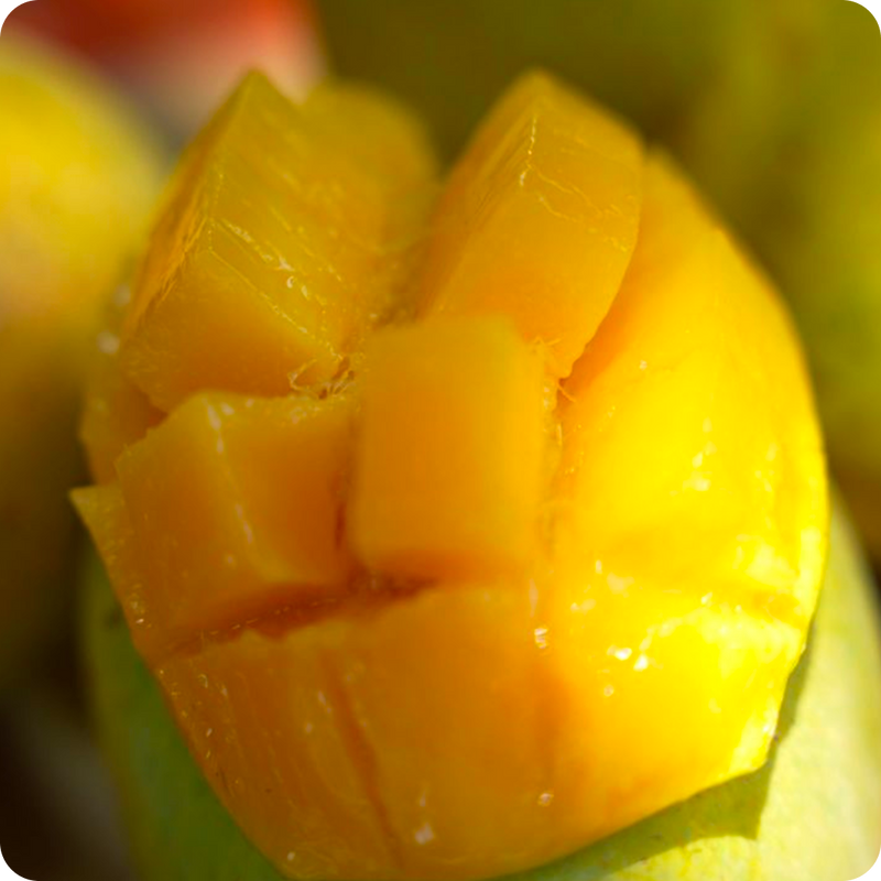 The fruits are then transported carefully for further processing.