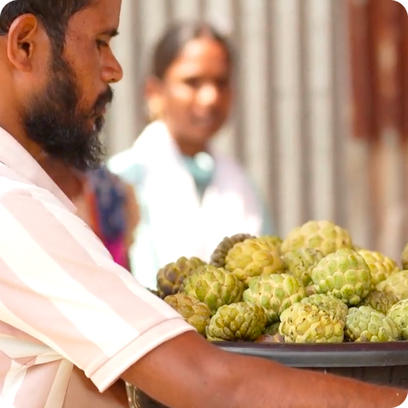 Only mature, ripe fruits are selected during harvest to ensure quality and texture.