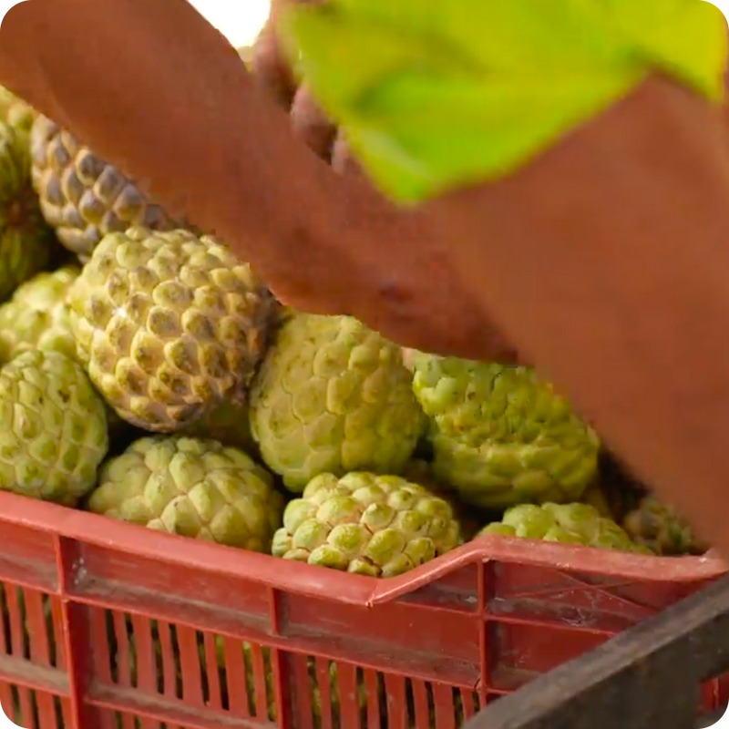 The prepared pulp is transported swiftly for the next stage of processing.