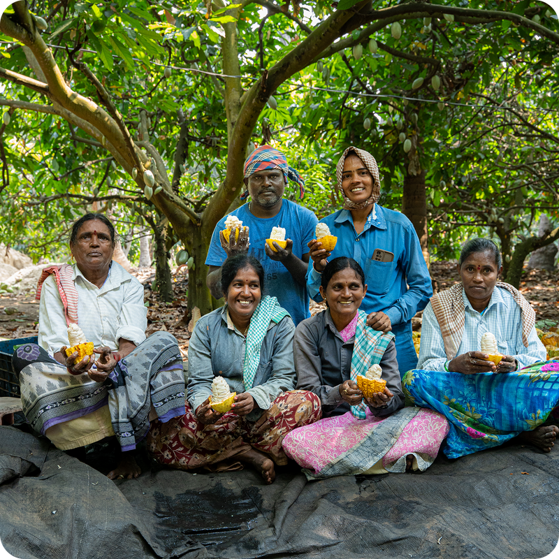 Partnering with farmers at the heart of cocoa cultivation.