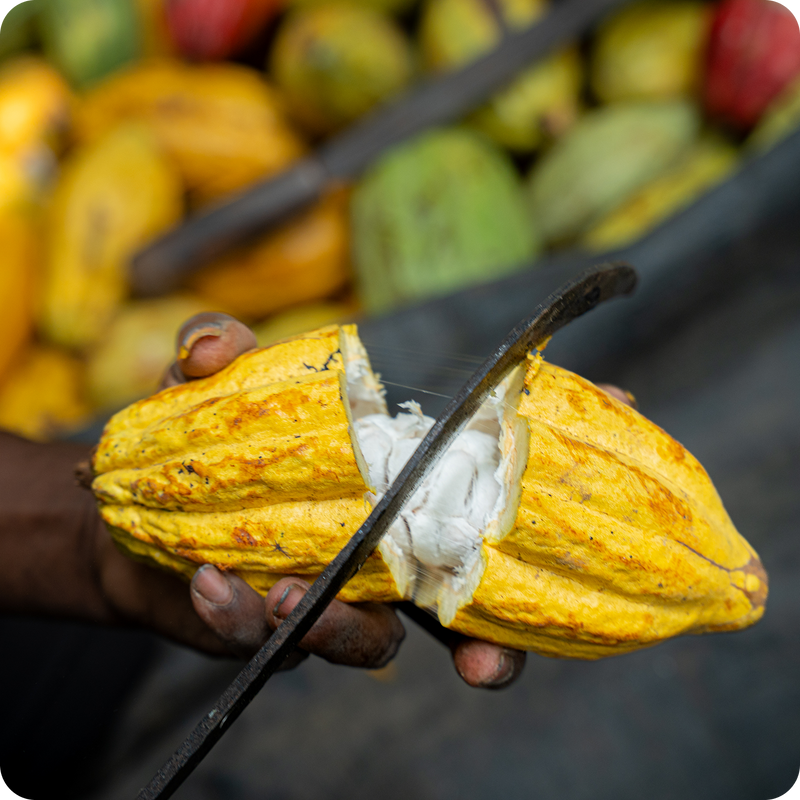 Cocoa pods are harvested at optimal maturity to ensure depth and balance.