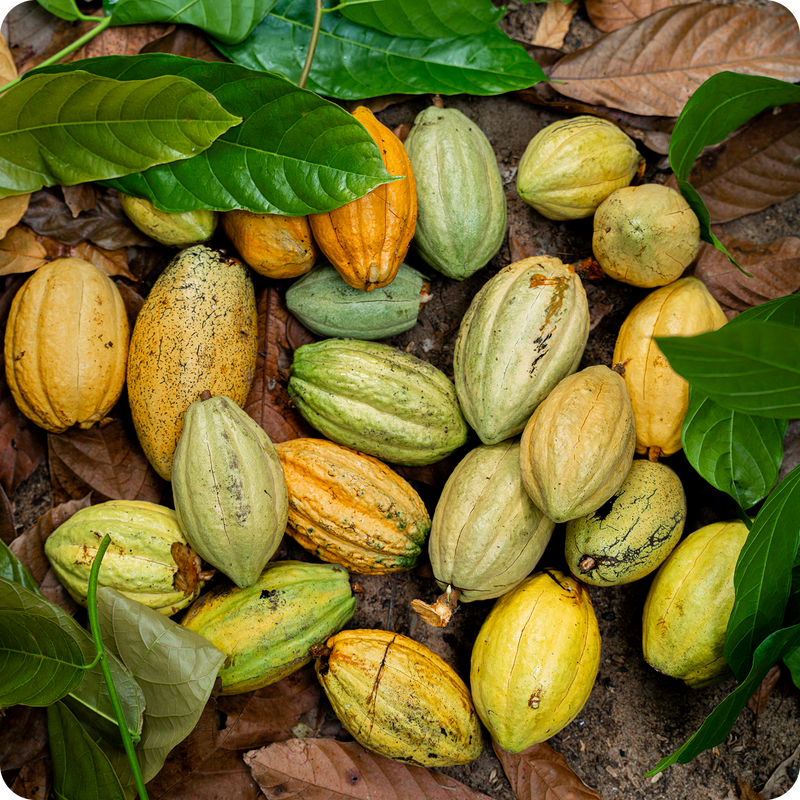 Mature cocoa pods selected for richness, marking a crucial step toward deep cocoa flavour.