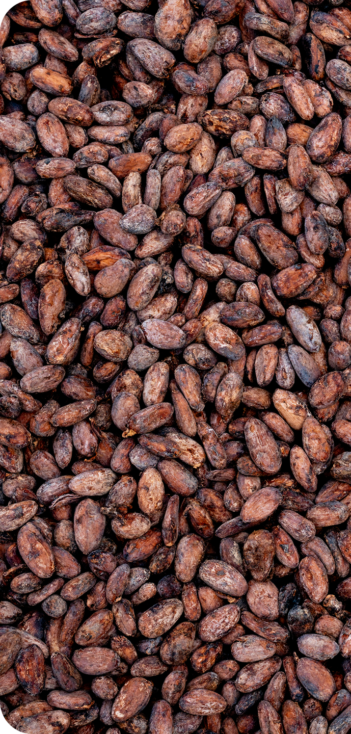 The beans are fermented, dried, and cleaned using time-tested methods.