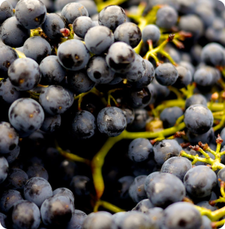 BLACK GRAPE